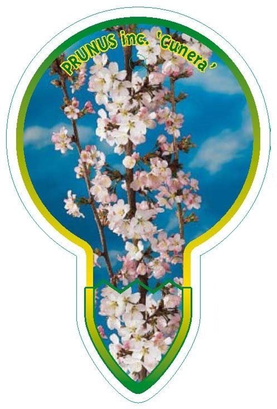 Prunus incisa 'Cunera' - 60 CM Stem C4